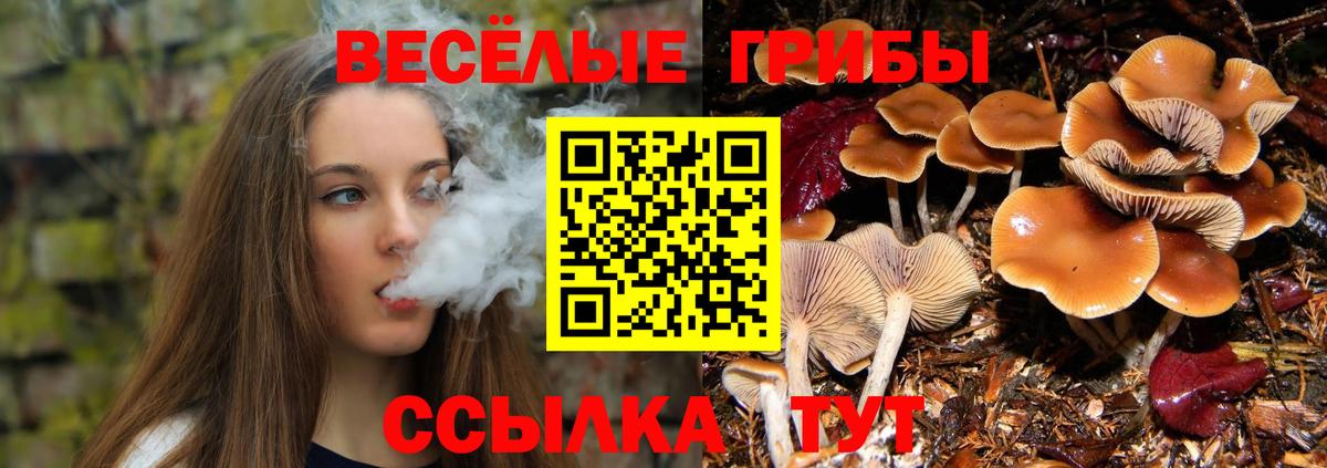 Псилоцибиновые грибы Psilocybine cubensis Карачаевск